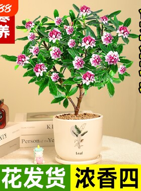 金边瑞香盆栽花期带花桂花苗老桩茶花大苗四季开花植物瑞香花好养