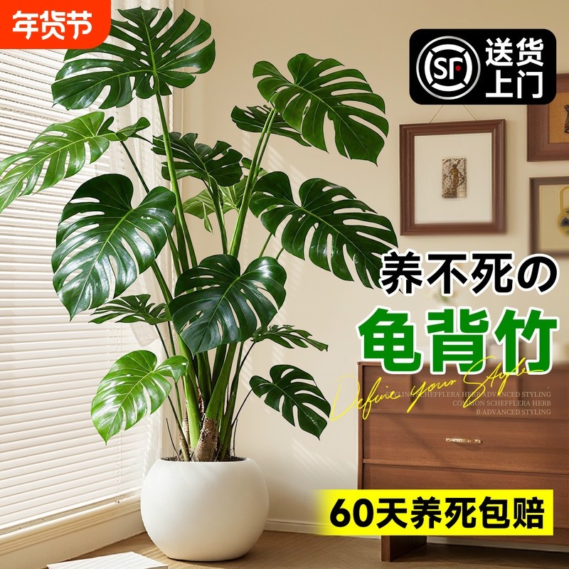 龟背竹客厅大盆栽老桩植物办公室大型绿植室内盆景净化空气除甲醛,鲜花速递/花卉仿真/绿植园艺,大型绿植/成品组合盆栽,淘宝优惠券,粉丝福利购,淘宝优惠卷