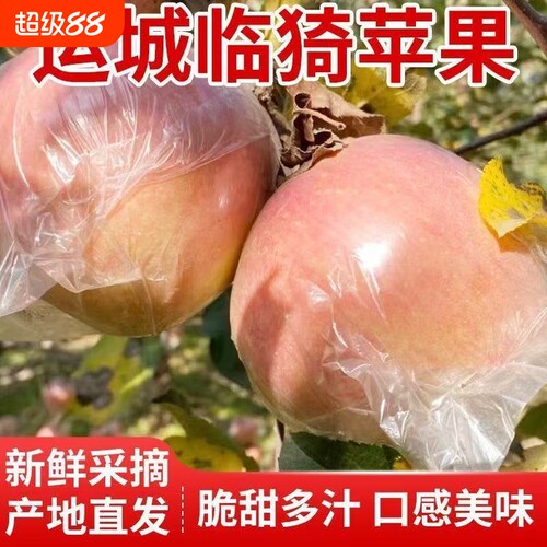 山西正宗新鲜红富士冰糖苹果运城临猗脆甜水果孕妇整箱批发包邮