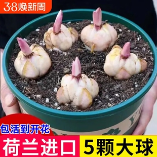 进口香水百合种球四季开花室内外阳台多头百合耐寒好养重瓣种植