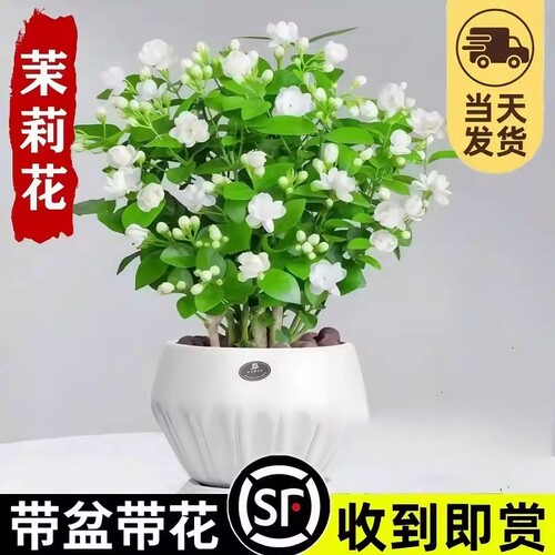 茉莉花苗盆栽带花苞九里香老桩水培栀子花卉绿植物室内四季开阳台