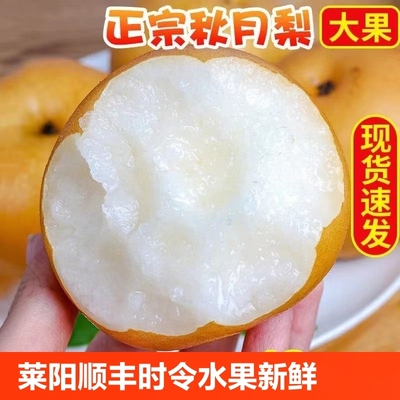 山东莱阳秋月梨大果当季梨子新鲜水果整箱正宗莱阳梨包邮时令