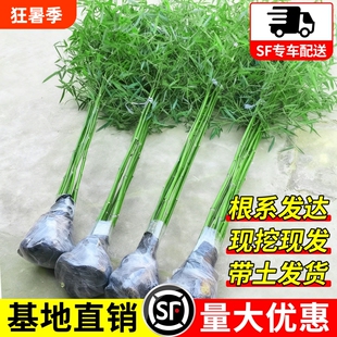 竹子苗四季青竹名贵紫竹罗汉竹金镶玉竹室外庭院盆栽耐寒全国可种