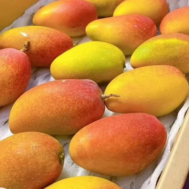 海南三亚树上熟贵妃芒果新鲜芒果精选特大热带水果大芒果
