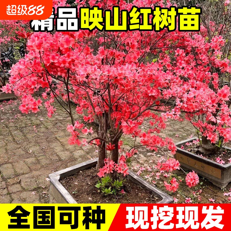 映山红树苗老桩当年开花毛杜鹃花苗耐寒南方北方种植抗寒抗冻图片