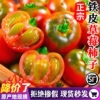 东北铁皮草莓柿子5斤新鲜蔬菜沙瓤自然熟绿腚碱地生吃水果番茄