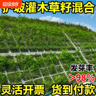 灌木草籽护坡固土草籽四季常青边坡绿化草坪耐干旱狗牙根草种籽子