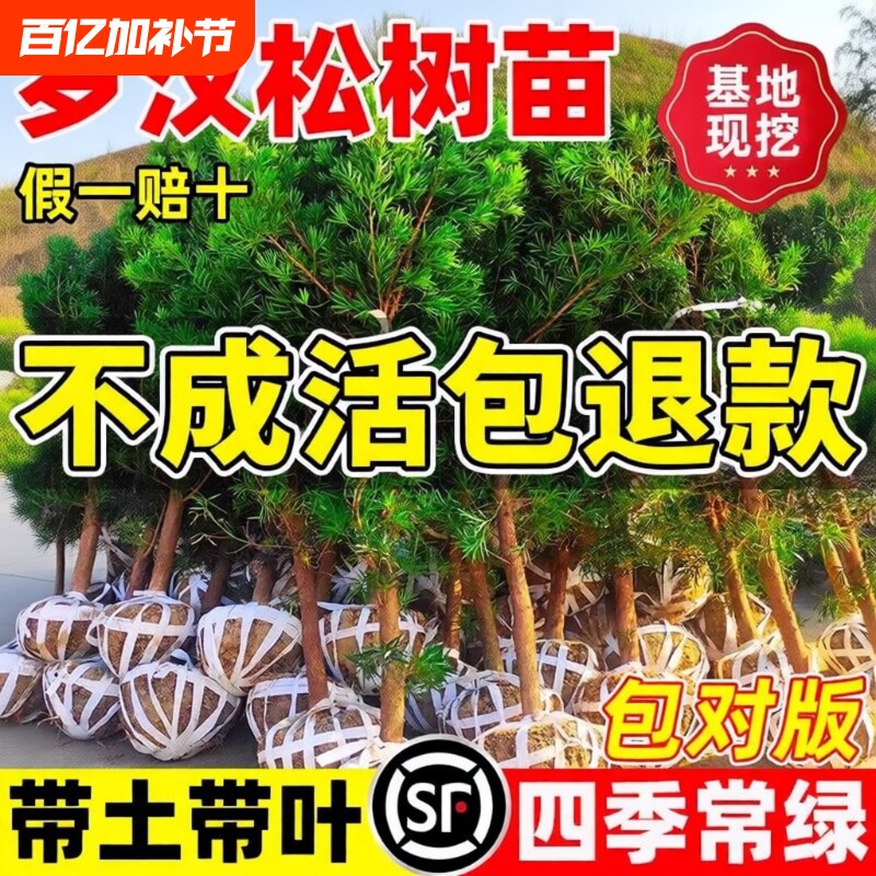 罗汉松树苗盆景小叶雀舌室外庭院盆栽地栽造型名贵绿化苗耐寒耐阴