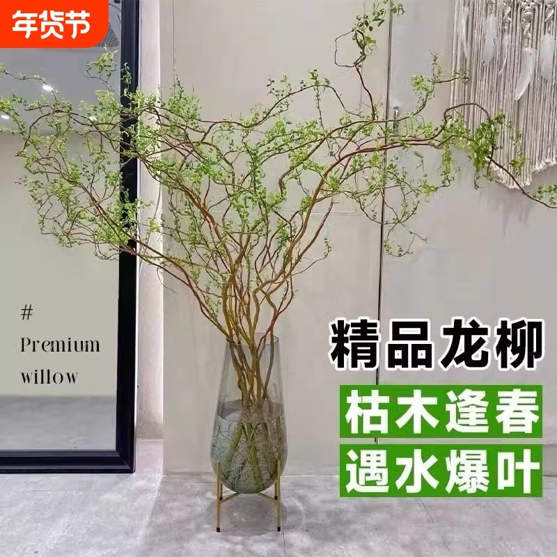 龙柳鲜切枝雪柳干支客厅马醉木水培富贵竹绿植物花卉室内盆栽好养,鲜花速递/花卉仿真/绿植园艺,绿植,淘宝优惠券,粉丝福利购,淘宝优惠卷