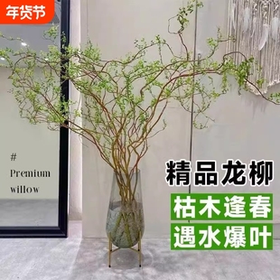 龙柳鲜切枝雪柳干支客厅马醉木水培富贵竹绿植物花卉室内盆栽好养