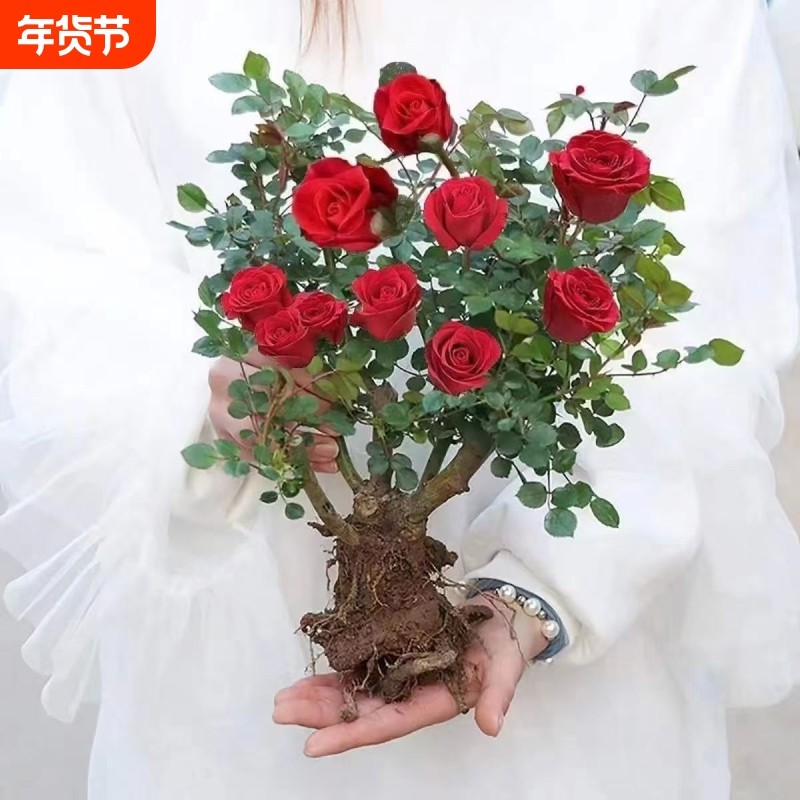 玫瑰花苗老桩大花浓香花卉绿植物盆栽月季蔷薇室内外阳台四季好养,鲜花速递/花卉仿真/绿植园艺,月季/蔷薇/玫瑰,淘宝优惠券,粉丝福利购,淘宝优惠卷