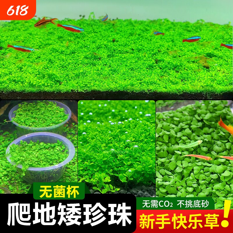 珍珠草无菌杯爬地矮珍珠鱼缸水草趴地矮阴性前景草造景专用铺草坪
