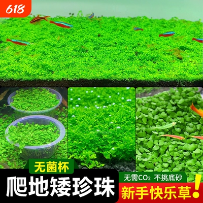 无菌杯爬地矮珍珠水草鱼缸造景