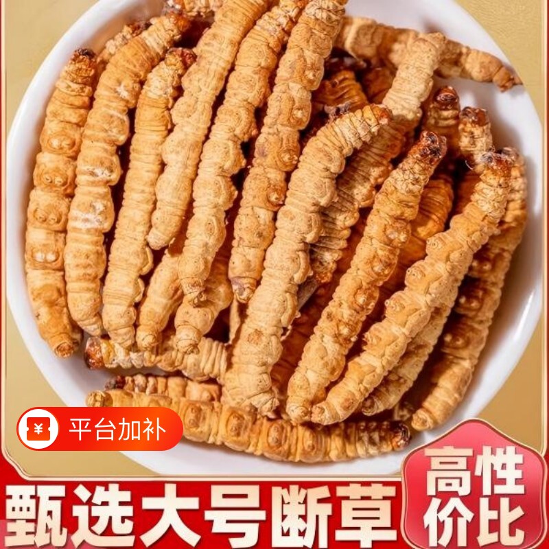 冬虫夏草虫肉节断草断虫草长辈送礼补品头期滋补冬虫草中秋散装