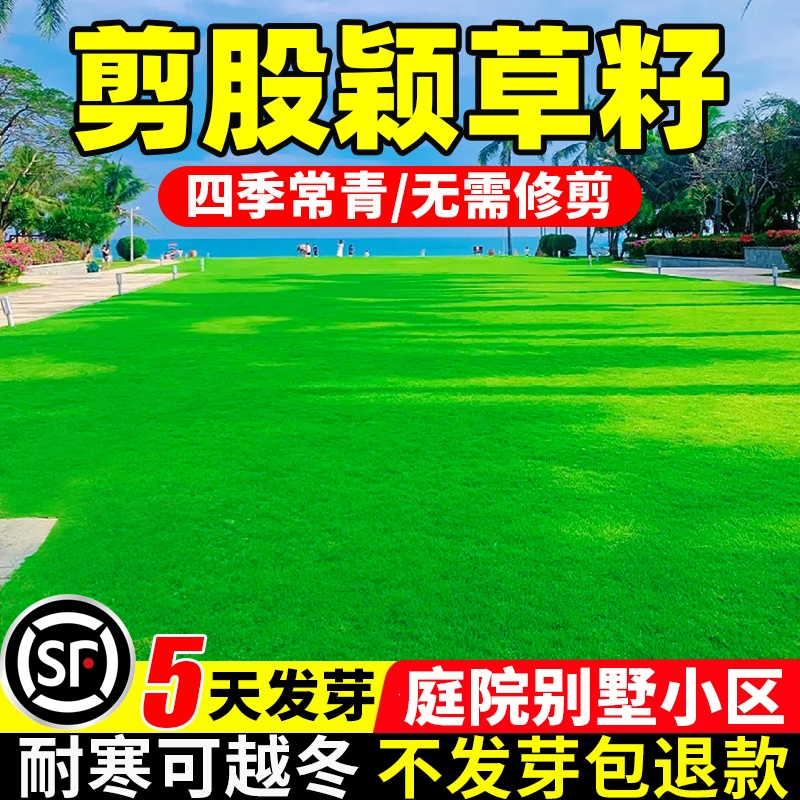 剪股颖草籽四季常青免修剪匍匐矮生庭院别墅耐寒草皮种子草坪草籽