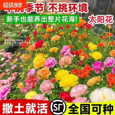 重瓣太阳花种子花种籽子室内室外观花卉植物花籽四季播种开花易活