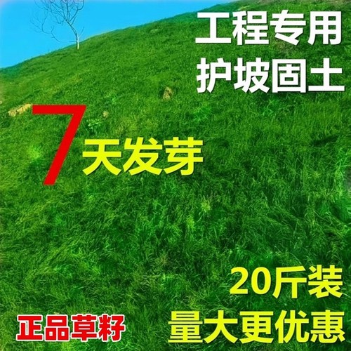 护坡固土草籽四季常青草坪绿化草种子耐寒耐旱狗牙根草种高羊茅孑