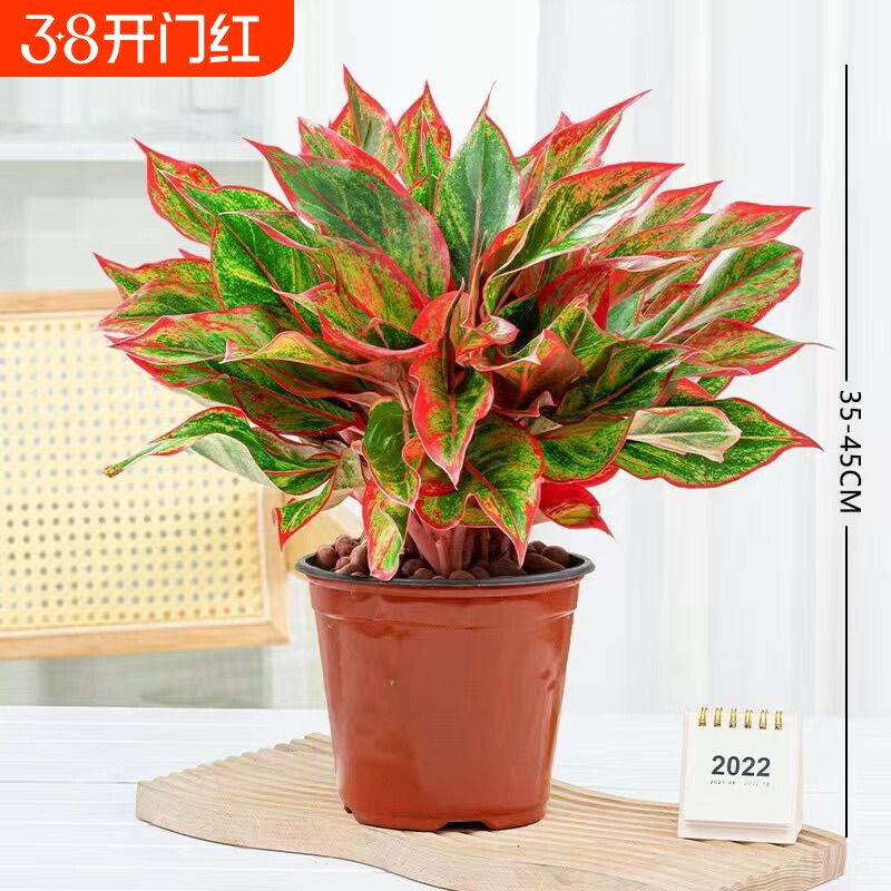 万年红盆栽花卉植物如意皇后观叶绿植四季室内好养