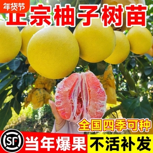 正宗红心柚子树苗南方种植果树果苗蜜柚广西大沙田柚庭院嫁接水果