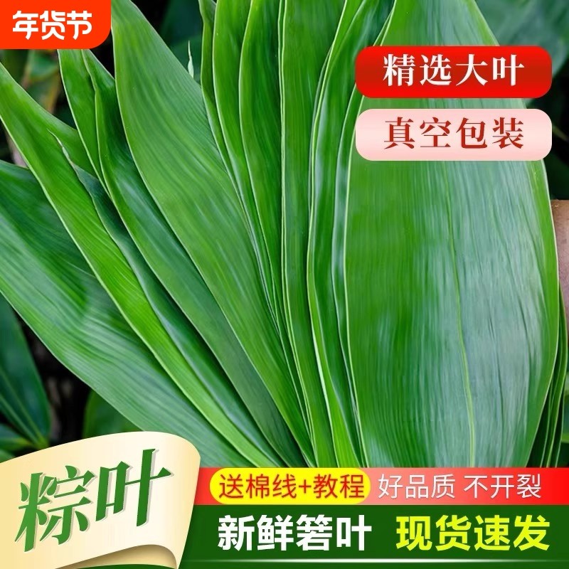 粽叶新鲜粽子叶大号精选包粽子专用的叶子端午鲜叶干叶特大家商用