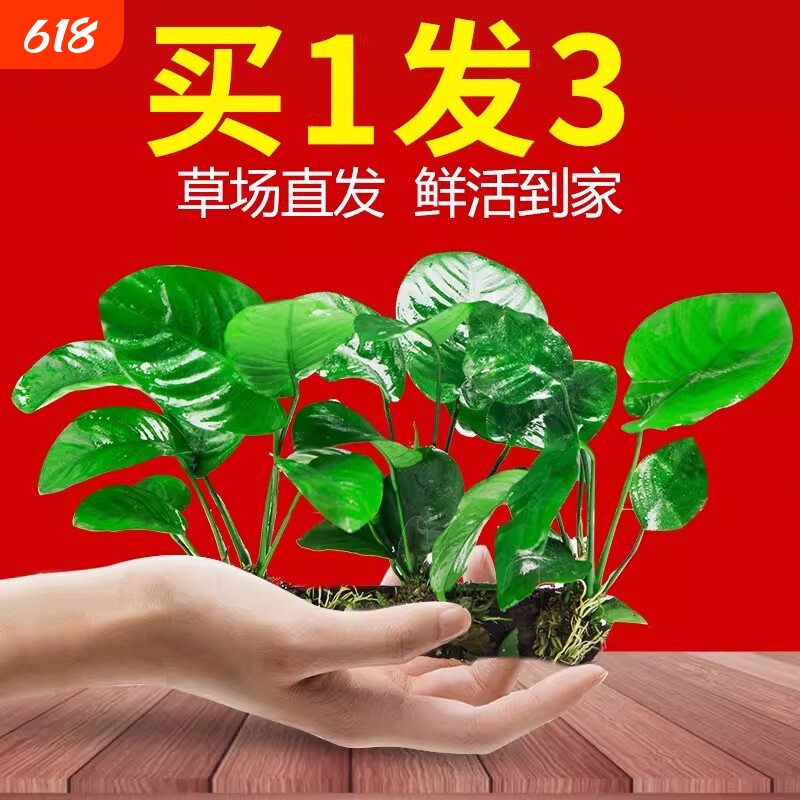 水榕沉木水草植物鱼缸造景装饰摆件懒人淡水阴性增氧净水椰壳屋