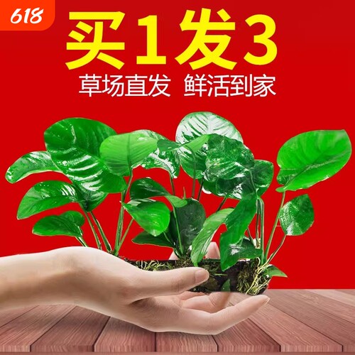 水榕沉木水草鱼缸造景增氧净水