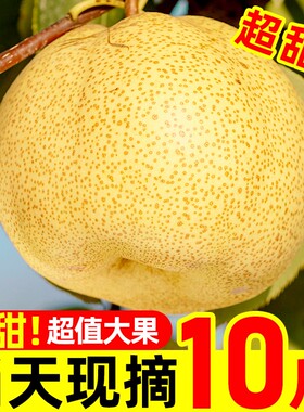 产地直发正宗砀山梨子24h速发