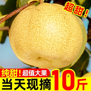 安徽特产雪梨现摘砀山酥梨新鲜梨子9斤水果梨正宗整箱汤山包邮