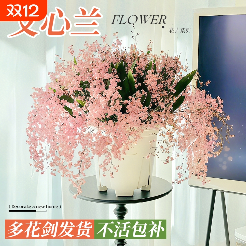 文心兰带花苞盆栽香水梦香兰花卉