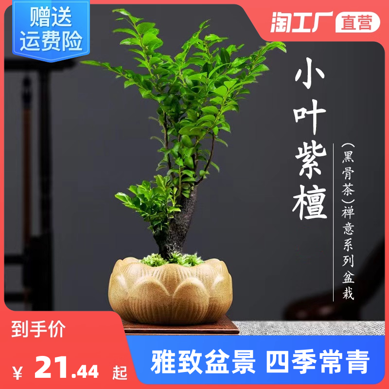 小叶紫檀盆景盆栽树植物室内花四季好养活客厅阳台办公室桌面绿植