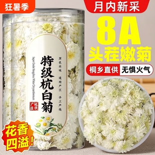 桐乡杭白菊白菊花特级正品黄山正宗去火养生茶泡水菊花茶大朵袋装