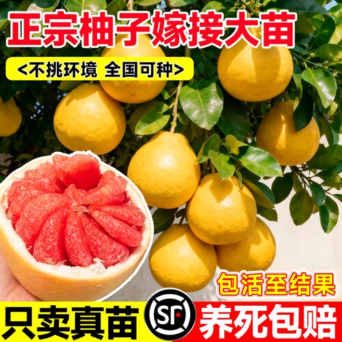 柚子树盆栽嫁接果树果苗