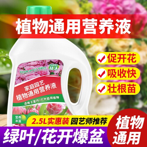 营养液植物通用型发财树富贵竹