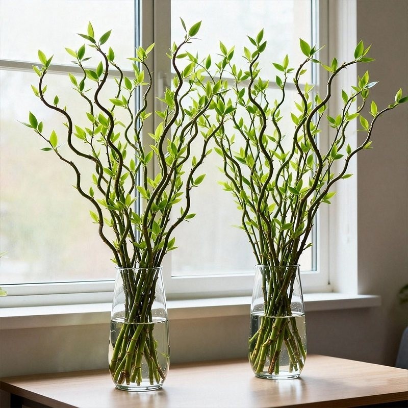 龙柳鲜枝水培植物雪柳干枝带花苞柳条枝客厅绿植花卉室内盆栽好养