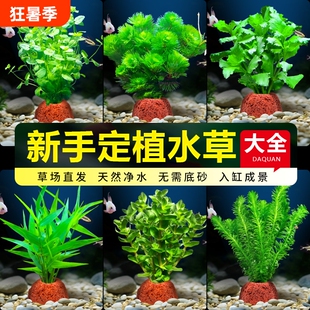 鱼缸火山石蜈蚣草水草植物真草阴性绿菊水榕新手水草造景净化水质