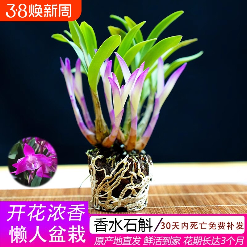 七彩香水石斛兰花四季开好养绿植浓香型石斛室内好养绿植净化空气