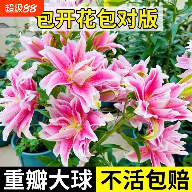 进口重瓣香水百合花种球盆栽水培花卉绿植物室内四季开花郁金香花图片