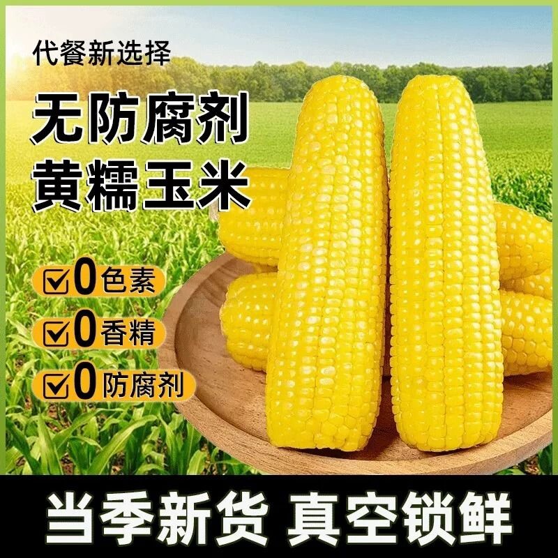 正宗黄糯玉米颗粒饱满软糯香甜拉丝蒸煮即食家常健康鲜玉米代餐