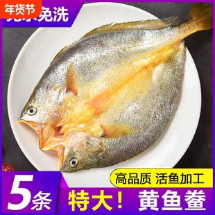 宁德霞浦黄鱼鲞干货新鲜黄花鱼大黄鱼三去小黄鱼海鲜海鱼冷冻水产