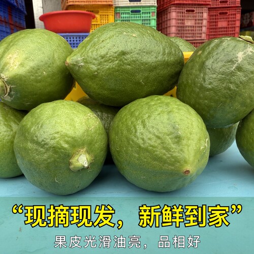 正宗广东香水柠檬新鲜一级果商用大果浓香苦瓜皮无籽青柠檬奶茶店