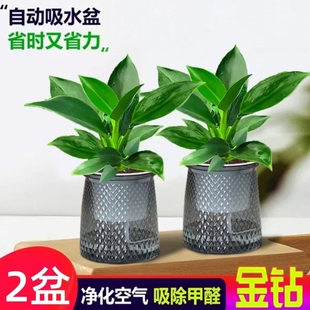 【买一盆送一盆】大叶金钻绿公主室内绿植盆栽办公室四季常青水培