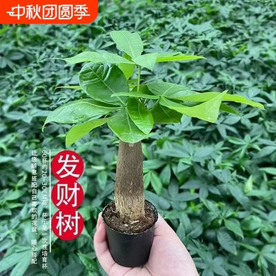 单杆发财树盆栽客厅办公桌桌面室内耐旱懒人好养办公室阳台植物