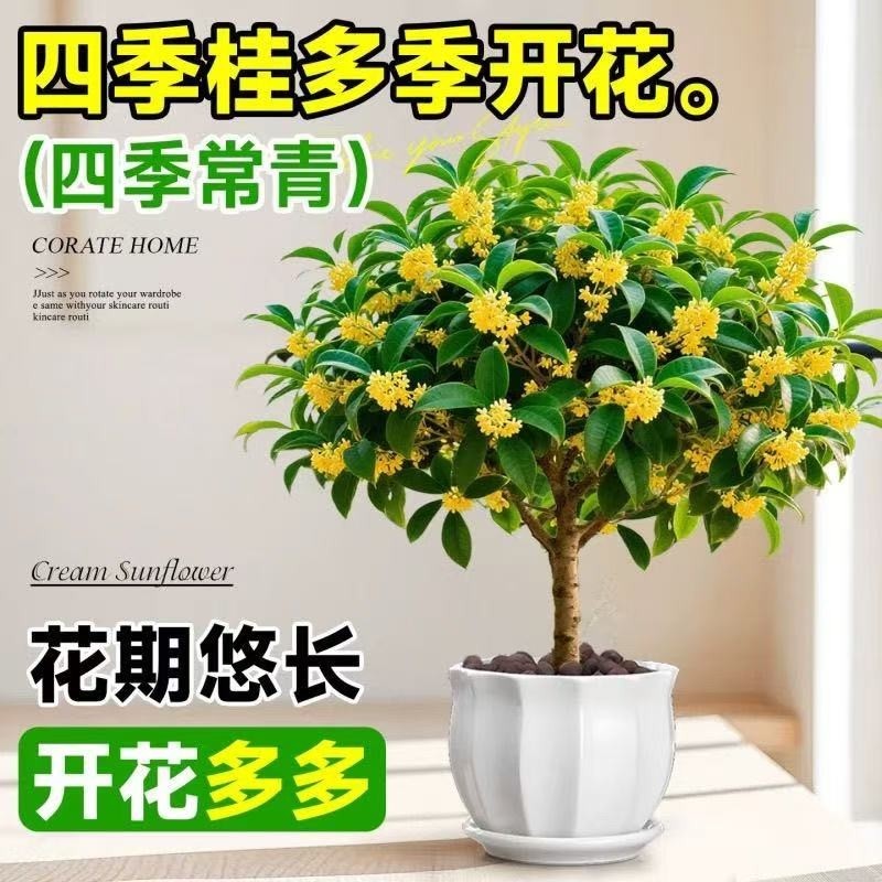 桂花盆栽树苗四季桂可食用开花不断室内阳台庭院浓香型花卉植物