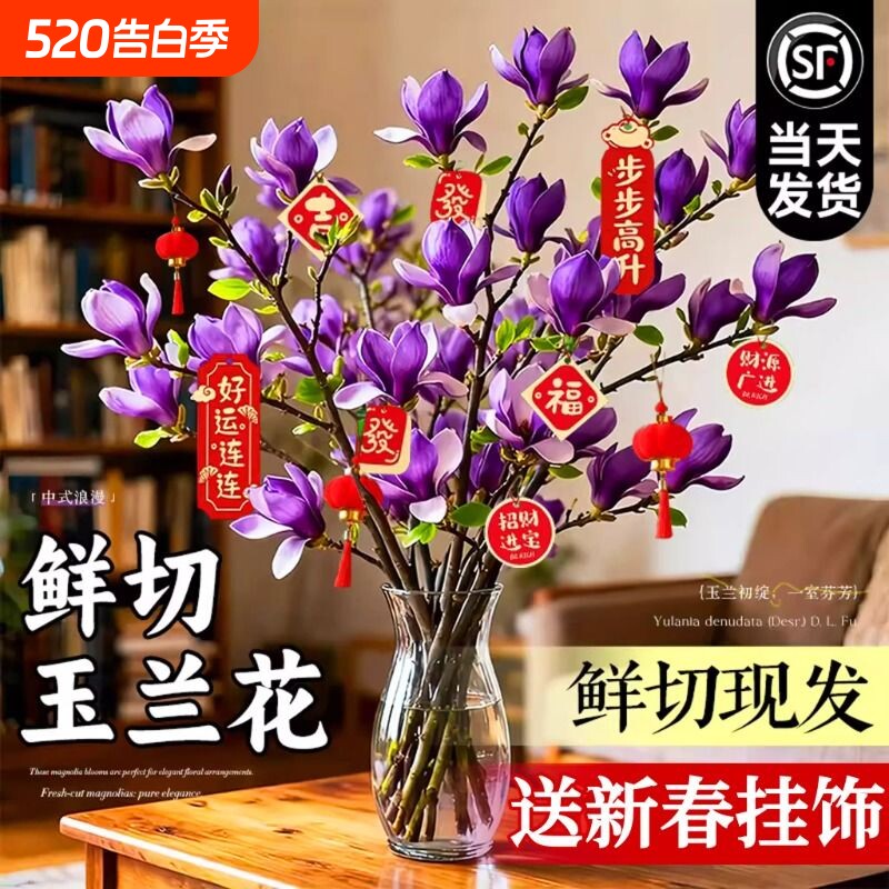 玉兰花水培植物室内好养鲜切干枝带花苞紫玉兰桌面鲜花卉盆栽绿植