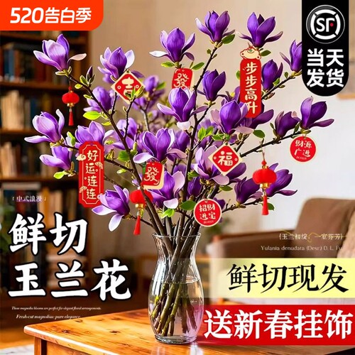玉兰花水培植物室内好养鲜切干枝带花苞紫玉兰桌面鲜花卉盆栽绿植