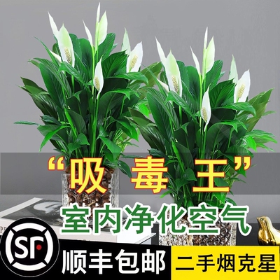 白掌绿植盆栽风顺水培植物室内好养花卉大盆水养红掌四季易活带花