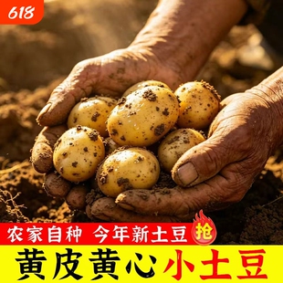 现挖湖北恩施富硒土豆农家自种马尔科粉面香甜细腻包邮