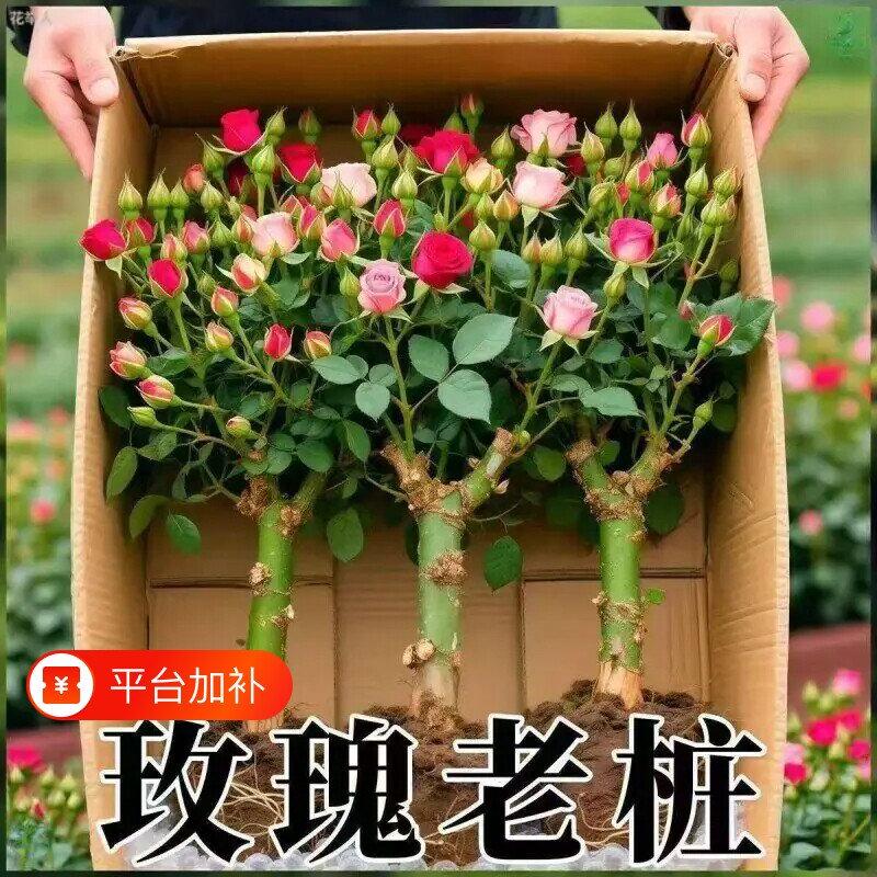 耐寒四季玫瑰花苗老桩红玫瑰老根月季花苗四季开花浓香花卉
