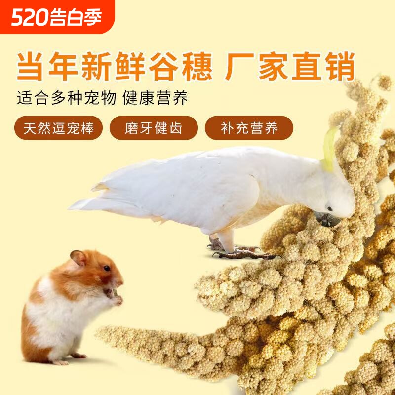 新品鹦鹉黄谷穗鸟粮鸟饲料零食天然带壳谷子仓鼠造景装饰新鲜