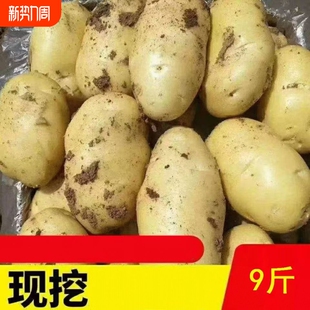 2026年新土豆5斤9斤带箱新鲜农家土豆面洋芋蔬菜黄心洋芋新整箱